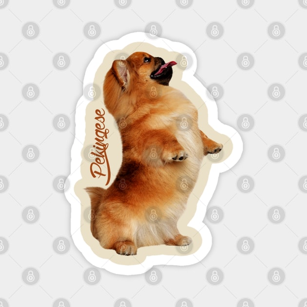 Pekingese dog Magnet by Nartissima