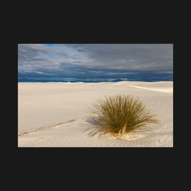 Lone Yucca by jvnimages