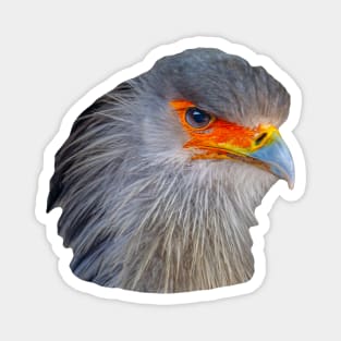 Majestic head of a Secretary Bird Magnet