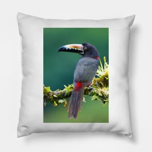 Collared Aracari - Costa Rica Pillow