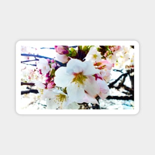 Photography - Vintage sakura Magnet