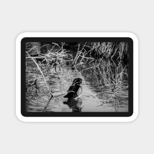 Wood duck in black and white Magnet