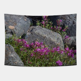 USA. Alaska. Fireweeds among Rocks. Tapestry