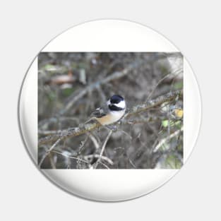 Black-capped Chickadee, wild birds, wildlife gifts Pin