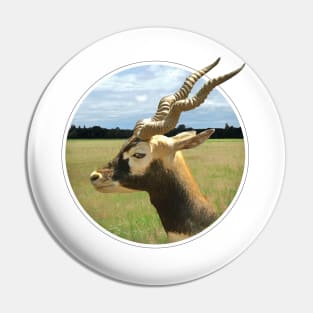 Blackbuck Pin