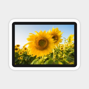 Colby Farms Sunflower Field Closeup Magnet