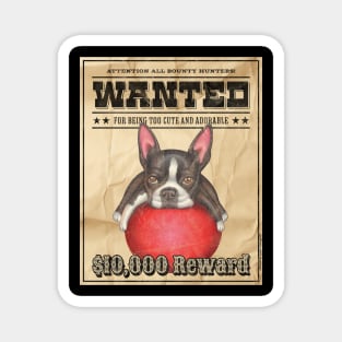 Funny Cute Boston Terrier Wanted Poster Magnet