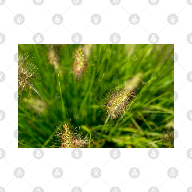 Bright spring grass field with sunlight bokeh background by NxtArt