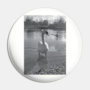 Swan photo black and white Pin