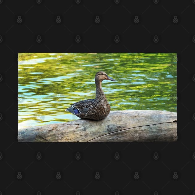 Female Mallard Duck Sitting On A Log by BackyardBirder