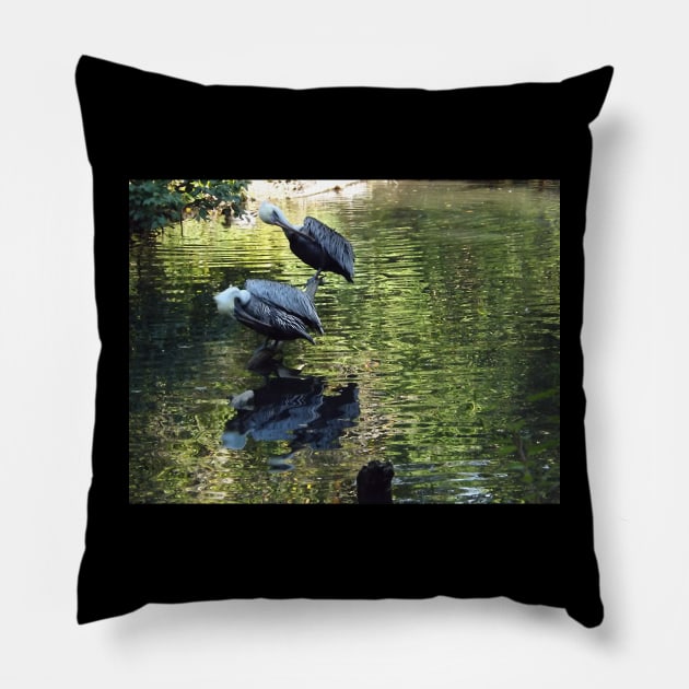 Exotic Bird and Reflection, Bronx Zoo, Bronx New York Pillow by AxeandCo