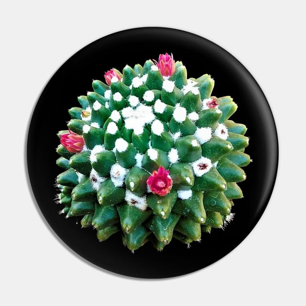 Cacto Bola Toluca Pin by NerdsbyLeo