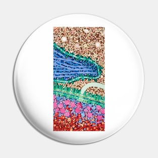 Macrophage engulfing bacterium, artwork (P276/0203) Pin