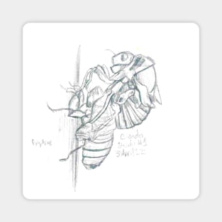 Graphite Cicada Magnet