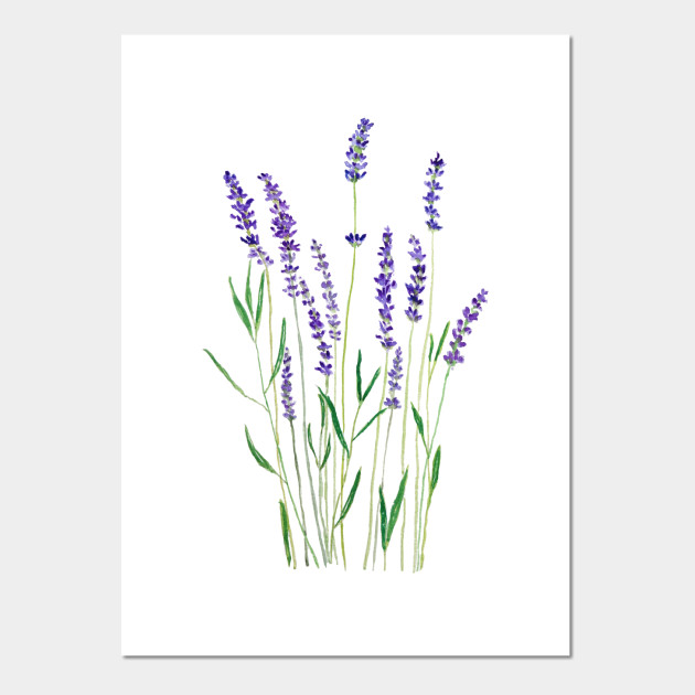 Purple Lavender Flower Watercolor Painting Flower Posters And