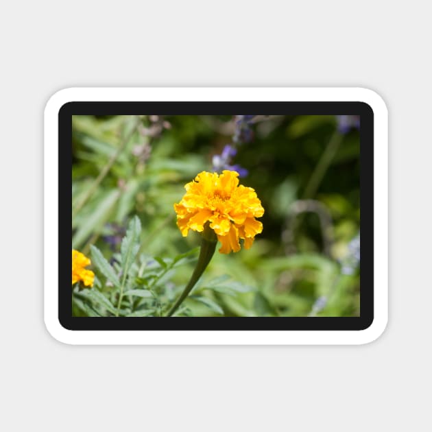 Marigold Magnet by Jacquelie