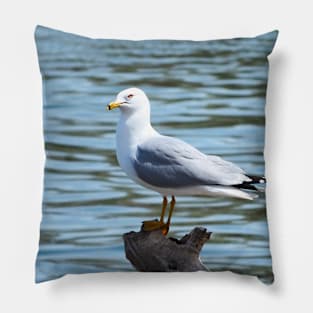 Ring-billed Gull Standing On a Log By A Lake Pillow