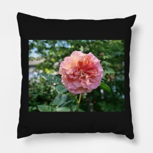 Fragrant Rachel Hybrid Tea Rose Pillow