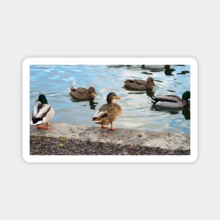 Female Mallard Duck Standing By The Pond Magnet