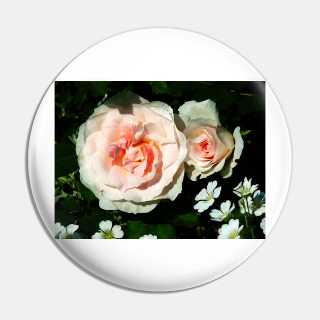 Pale Pink Roses in Garden Pin by SusanSavad