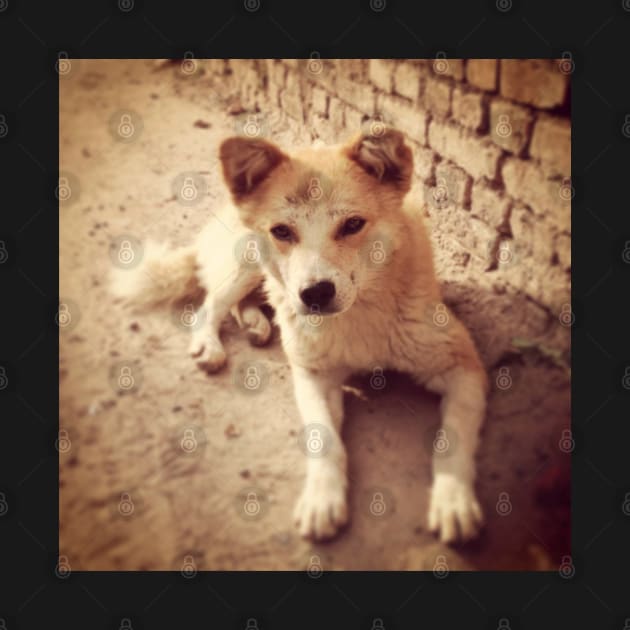 Street Dog of Kathmandu by wanungara