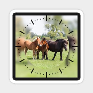 Three horses on pasture looking at camera Magnet