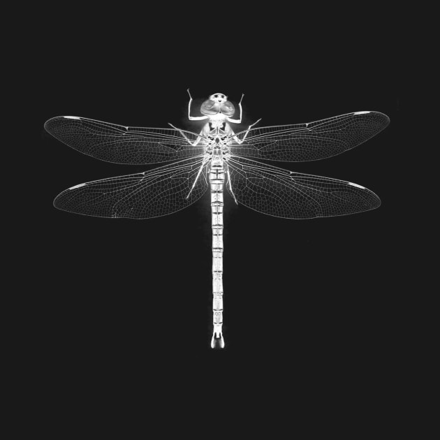 Dragonfly (white) by Vin Zzep