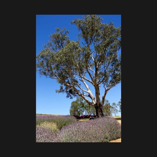 Gum tree among the lavender 3 by jwwallace