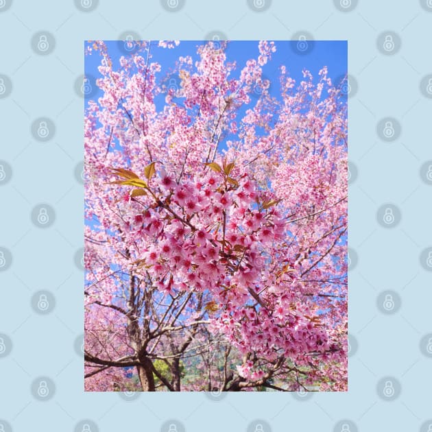 Beautiful pink flowers by PPphatsorn