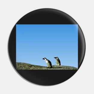 Pair of African Penguins, Boulder Beach, South Africa Pin