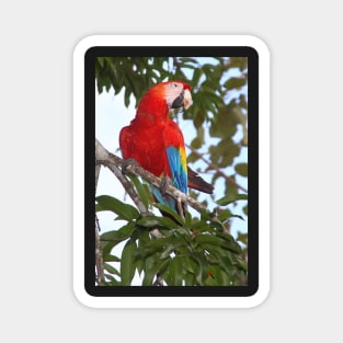 Scarlet Macaw Magnet