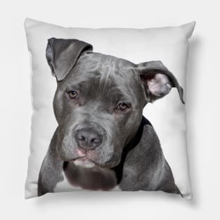 I love Pitbull! Pillow