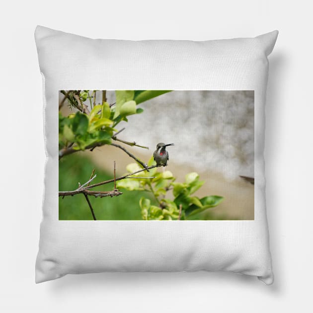 slb hummingbird Pillow by pcfyi