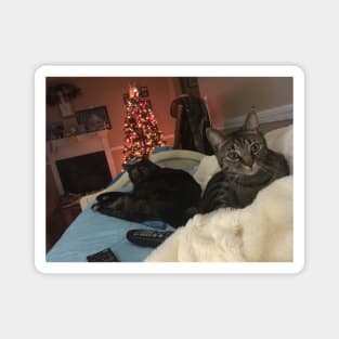 Cozy Christmas Kitties Magnet