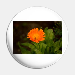 klb poppy Pin