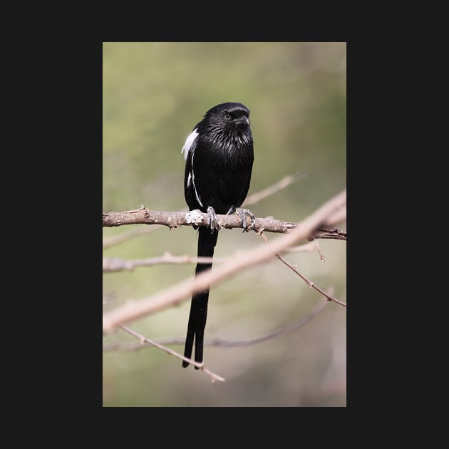 Long-tailed Shrike, Serengeti, Tanzania by Carole-Anne