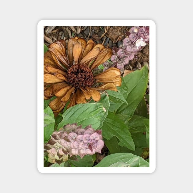 Greek basil and withered zinnia Magnet by aeolia