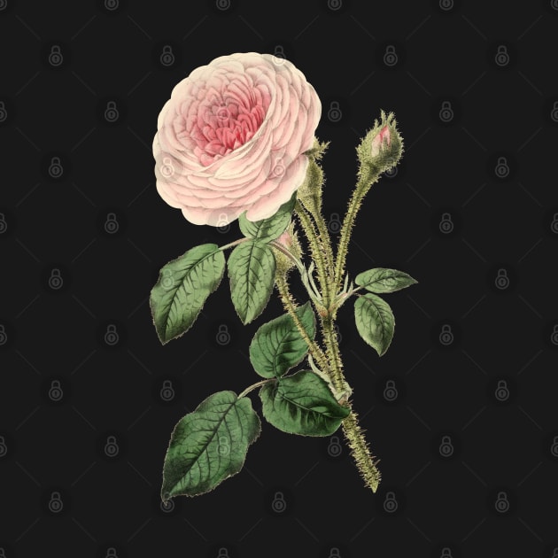 Pink Rose Flower Vintage Botanical Illustration by Biophilia