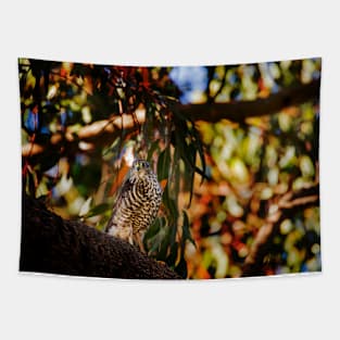 Brown Goshawk_VOA8383 Tapestry