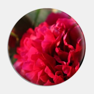 Flower Peony roses up close Pin