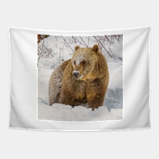 Grizzly is Snow Tapestry