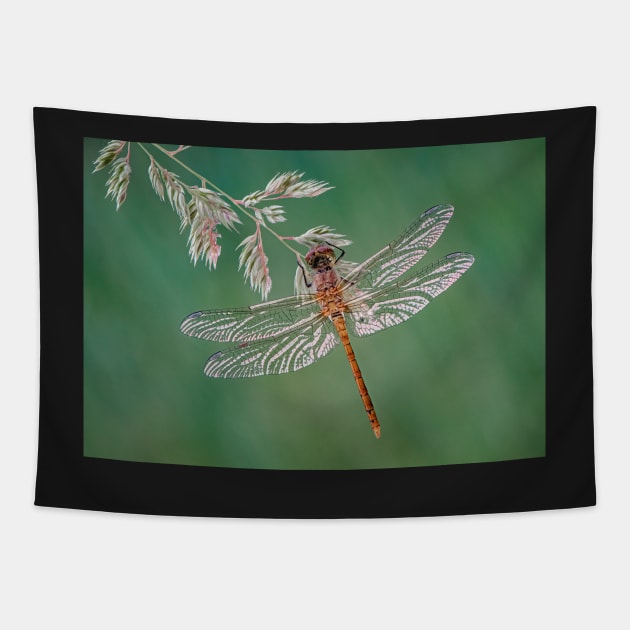 Common Darter Dragonfly on grass Tapestry by TonyNorth