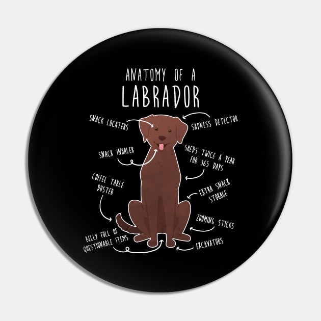 Chocolate Labrador Retriever Dog Anatomy Pin by Psitta