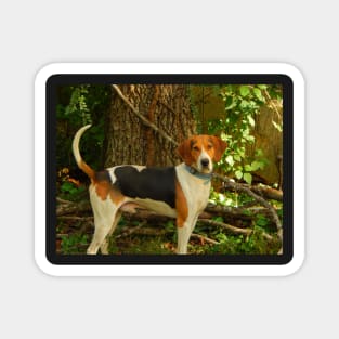 Treeing Walker Coonhound Magnet