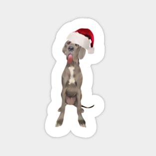 Funny Great Dane in Santa Hat Magnet