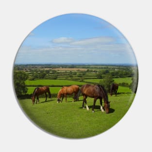 Horses grazing in the Cotswolds Pin