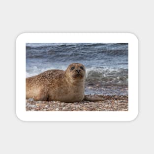 A common seal at Portgordon Scotland - 2 Magnet