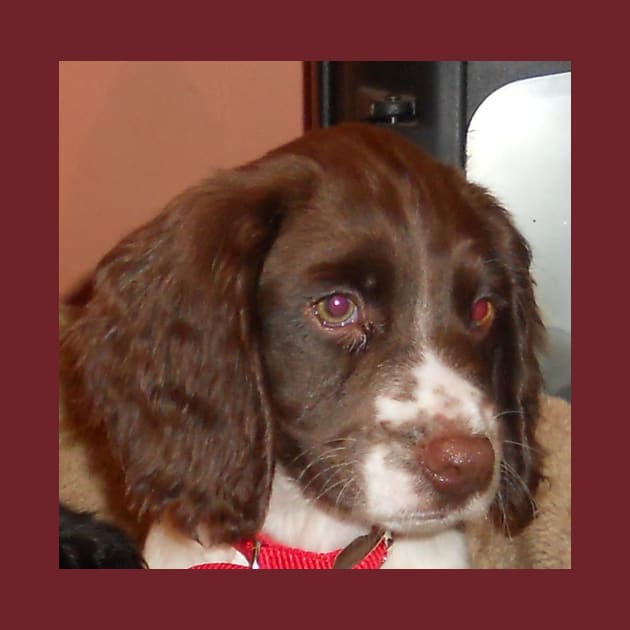 english springer spaniel liver white puppy by Wanderingangel