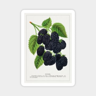 Snyder Blackberry Lithograph (1900) Magnet