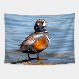 Beautiful Harlequin Duck on the Rock Tapestry